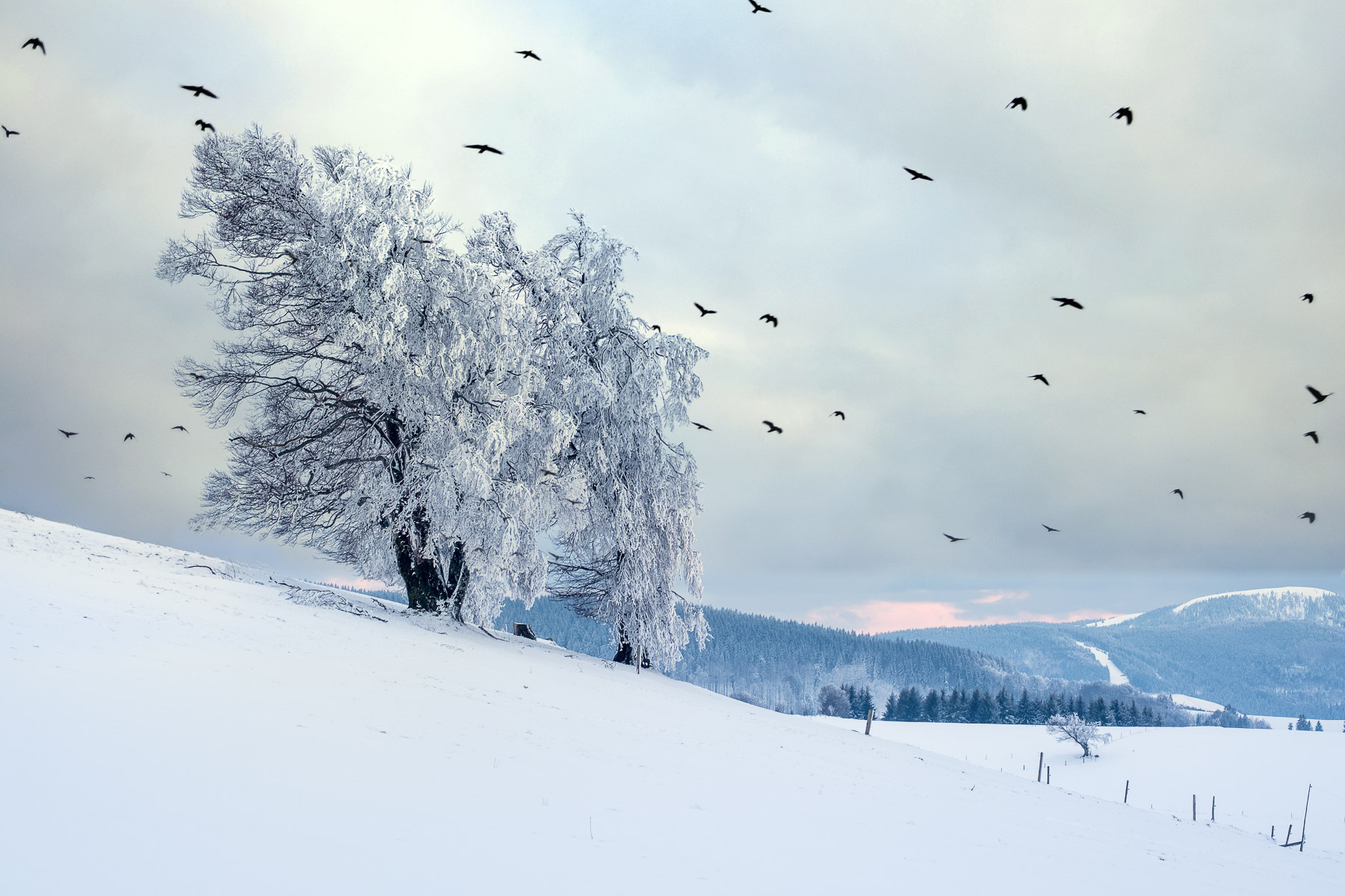Schauinsland im Winter