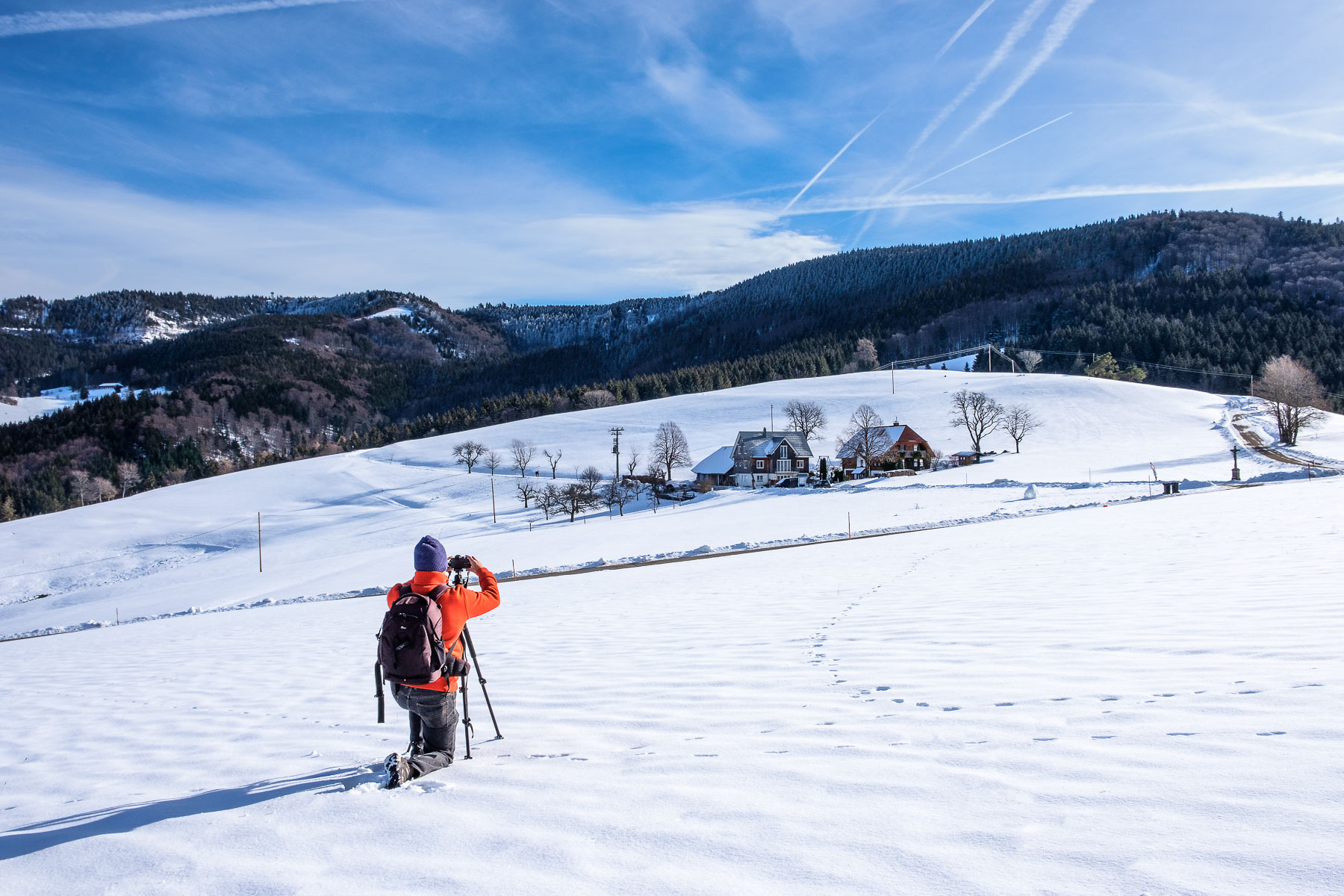 Geiersnest im Winter